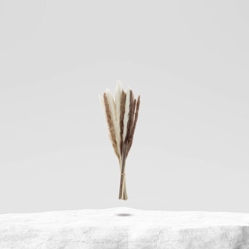 Primrue 18'' Pampas Grass Grass;Branch Wayfair